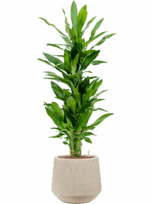 Dracaena Fragrans Burundii In Baq Raindrop D 18 H 107 cm - PlantenShop24 - 16-07-2025