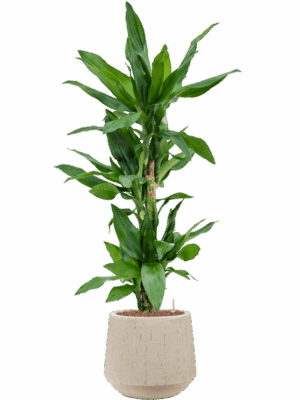 Dracaena Fragrans Burundii In Baq Raindrop D 18 H 114 cm - PlantenShop24 - 16-07-2025