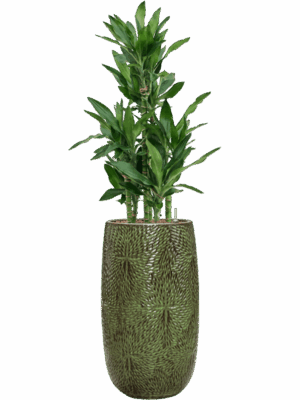 Dracaena Fragrans Burundii In Marly D 22 H 140 cm - PlantenShop24 - 10-07-2025