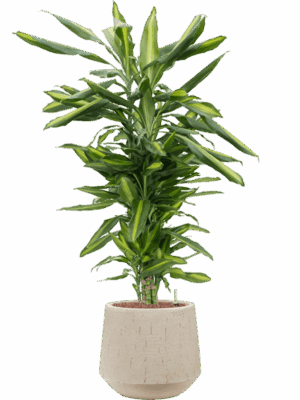 Dracaena Fragrans Cintho In Baq Raindrop D 18 H 104 cm - PlantenShop24 - 16-07-2025