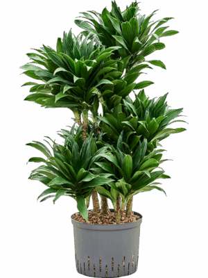 Dracaena Fragrans Compacta D 25 H 100 cm - PlantenShop24 - 15-07-2025