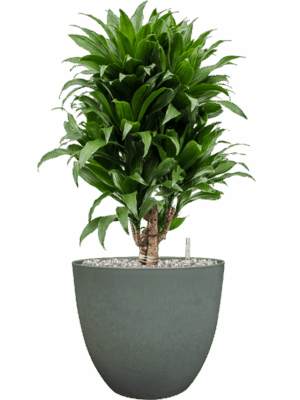 Dracaena Fragrans Compacta In Artstone D 21 H 67 cm - PlantenShop24 - 13-07-2025