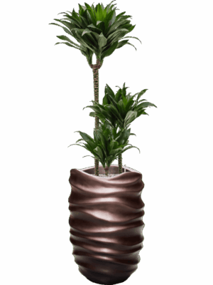 Dracaena Fragrans Compacta In Baq Gradient Lee D 21 H 145 cm - PlantenShop24 - 08-07-2025