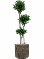 Dracaena Fragrans Compacta In Baq Luxe Lite Universe D 18 H 145 cm - PlantenShop24 - 21-07-2025