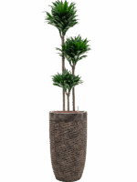 Dracaena Fragrans Compacta In Baq Luxe Lite Universe Layer D 18 H 176 cm - PlantenShop24 - 21-07-2025