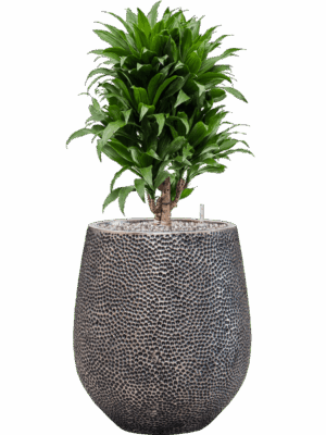 Dracaena Fragrans Compacta In Baq Opus Hit D 21 H 84 cm - PlantenShop24 - 13-07-2025