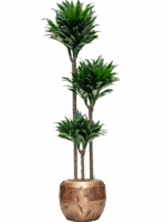 Dracaena Fragrans Compacta In Baq Opus Raw D 18 H 153 cm - PlantenShop24 - 21-07-2025