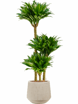 Dracaena Fragrans Compacta In Baq Raindrop D 18 H 115 cm - PlantenShop24 - 16-07-2025