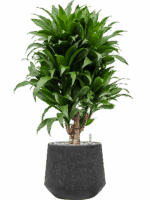 Dracaena Fragrans Compacta In Baq Raindrop D 21 H 88 cm - PlantenShop24 - 13-07-2025