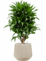 Dracaena Fragrans Compacta In Baq Raindrop D 21 H 88 cm - PlantenShop24 - 16-07-2025