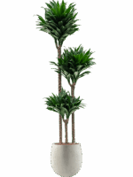 Dracaena Fragrans Compacta In Grigio D 18 H 153 cm - PlantenShop24 - 21-07-2025