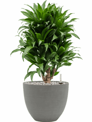Dracaena Fragrans Compacta In Refined D 21 H 64 cm - PlantenShop24 - 13-07-2025