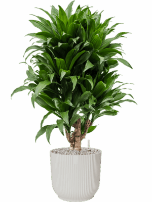 Dracaena Fragrans Compacta In Vibes Fold D 21 H 84 cm - PlantenShop24 - 13-07-2025