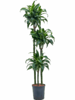 Dracaena Fragrans Dorado D 18 H 130 cm - PlantenShop24 - 14-07-2025
