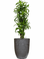 Dracaena Fragrans Dorado In Baq Algar D 30 H 164 cm - PlantenShop24 - 07-07-2025