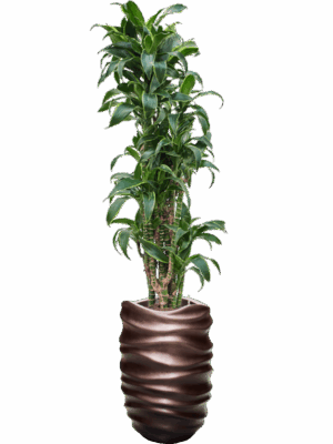 Dracaena Fragrans Dorado In Baq Gradient Lee D 22 H 185 cm - PlantenShop24 - 08-07-2025