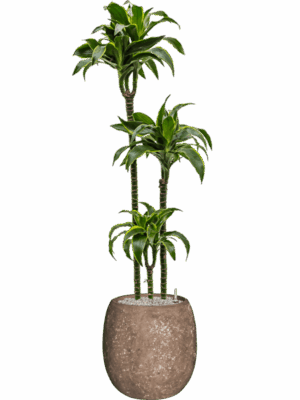 Dracaena Fragrans Dorado In Baq Polystone Coated Plain D 24 H 158 cm - PlantenShop24 - 15-07-2025