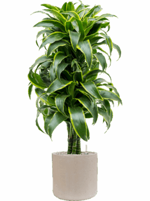 Dracaena Fragrans Dorado In Baq Raindrop D 27 H 129 cm - PlantenShop24 - 16-07-2025
