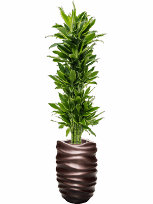 Dracaena Fragrans Golden Coast In Baq Gradient Lee D 22 H 190 cm - PlantenShop24 - 08-07-2025