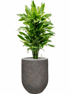 Dracaena Fragrans Golden Coast In Baq Naturescast D 24 H 105 cm - PlantenShop24 - 13-07-2025