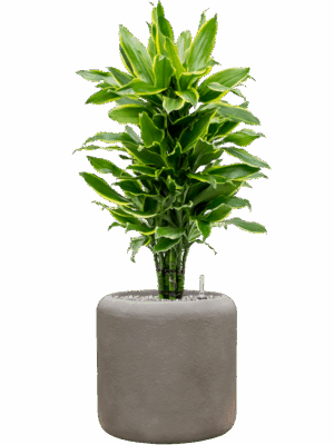 Dracaena Fragrans Golden Coast In Baq Nucast D 24 H 99 cm - PlantenShop24 - 13-07-2025