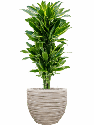 Dracaena Fragrans Golden Coast In Baq Tornado D 18 H 130 cm - PlantenShop24 - 16-07-2025