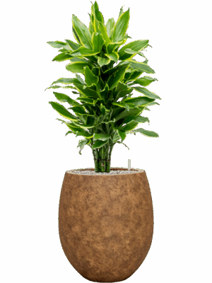 Dracaena Fragrans Golden Coast In Mineral D 24 H 108 cm - PlantenShop24 - 13-07-2025