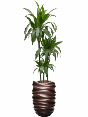 Dracaena Fragrans Janet Craig In Baq Gradient Lee D 24 H 194 cm - PlantenShop24 - 08-07-2025