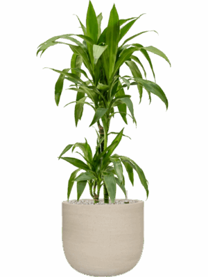 Dracaena Fragrans Janet Craig In Cement & Stone D 19 H 97 cm - PlantenShop24 - 28-07-2025