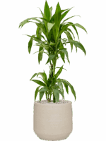 Dracaena Fragrans Janet Craig In Cement & Stone D 19 H 98 cm - PlantenShop24 - 01-08-2025