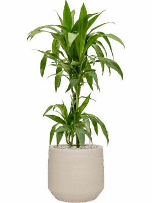 Dracaena Fragrans Janet Craig In Cement & Stone D 19 H 98 cm - PlantenShop24 - 28-07-2025