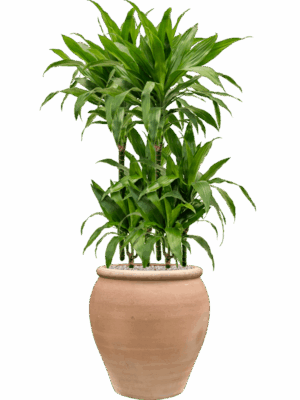 Dracaena Fragrans Janet Craig In Terra Antica D 21 H 117 cm - PlantenShop24 - 21-07-2025