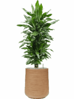 Dracaena Fragrans Janet Lind In Baq Dune D 27 H 134 cm - PlantenShop24 - 07-07-2025