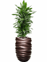 Dracaena Fragrans Janet Lind In Baq Gradient Lee D 27 H 148 cm - PlantenShop24 - 08-07-2025