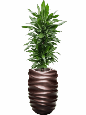 Dracaena Fragrans Janet Lind In Baq Gradient Lee D 27 H 148 cm - PlantenShop24 - 08-07-2025