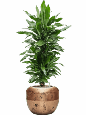 Dracaena Fragrans Janet Lind In Baq Opus Raw D 27 H 155 cm - PlantenShop24 - 07-07-2025