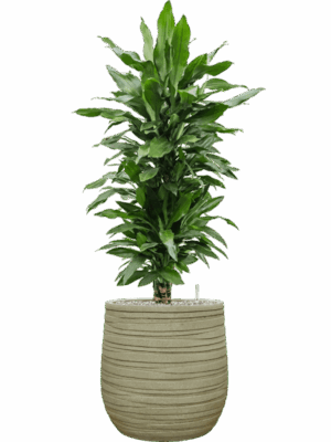 Dracaena Fragrans Janet Lind In Baq Tornado D 27 H 135 cm - PlantenShop24 - 07-07-2025