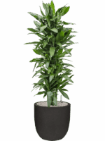 Dracaena Fragrans Janet Lind In Capi Urban Smooth NL D 30 H 144 cm - PlantenShop24 - 04-07-2025