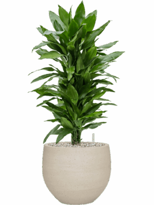 Dracaena Fragrans Janet Lind In Cement & Stone D 24 H 92 cm - PlantenShop24 - 28-07-2025