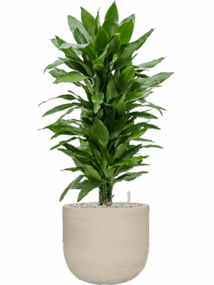 Dracaena Fragrans Janet Lind In Cement & Stone D 24 H 92 cm - PlantenShop24 - 28-07-2025