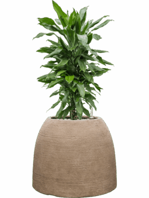 Dracaena Fragrans Janet Lind In Colorado D 21 H 81 cm - PlantenShop24 - 14-07-2025