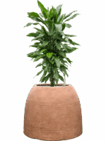 Dracaena Fragrans Janet Lind In Colorado D 21 H 81 cm - PlantenShop24 - 14-07-2025