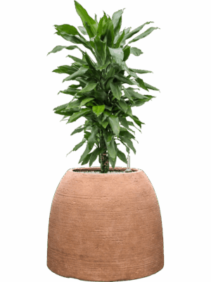 Dracaena Fragrans Janet Lind In Colorado D 21 H 81 cm - PlantenShop24 - 14-07-2025