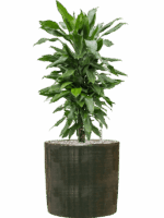 Dracaena Fragrans Janet Lind In Plain Striped D 21 H 76 cm - PlantenShop24 - 14-07-2025