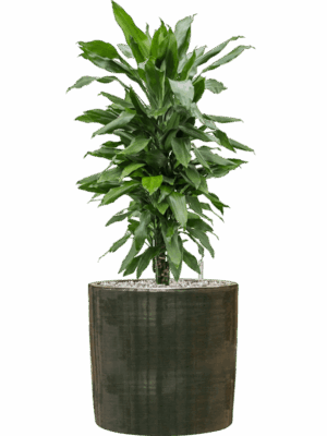 Dracaena Fragrans Janet Lind In Plain Striped D 21 H 76 cm - PlantenShop24 - 14-07-2025