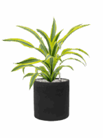 Dracaena Fragrans Lemon Lime In Rough D 17 H 48 cm - PlantenShop24 - 07-07-2025