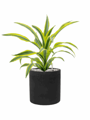 Dracaena Fragrans Lemon Lime In Rough D 17 H 48 cm - PlantenShop24 - 07-07-2025