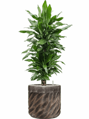 Dracaena Janet Lind In Baq Luxe Lite Universe Wave D 27 H 129 cm - PlantenShop24 - 07-07-2025