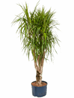 Dracaena Marginata D 28 H 125 cm - PlantenShop24 - 16-09-2025