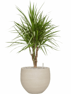 Dracaena Marginata In Cement & Stone D 24 H 92 cm - PlantenShop24 - 28-07-2025